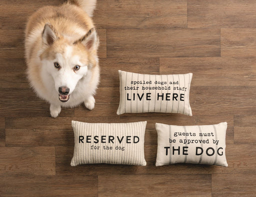 Dog standing next to three decorative pillows with humorous text on a wooden floor.