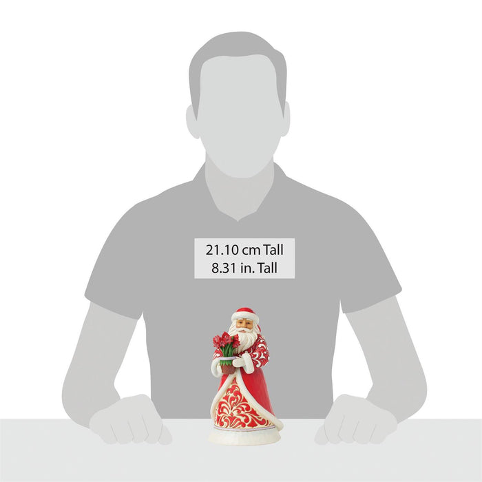 Santa with Blooming Amaryllis