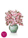 7434_Mini-Japanese-Cherry-Blossoms_Back-Silo_Web-compressed
