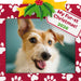 Dog with 'My Fur-st Christmas 2026' text in a festive frame