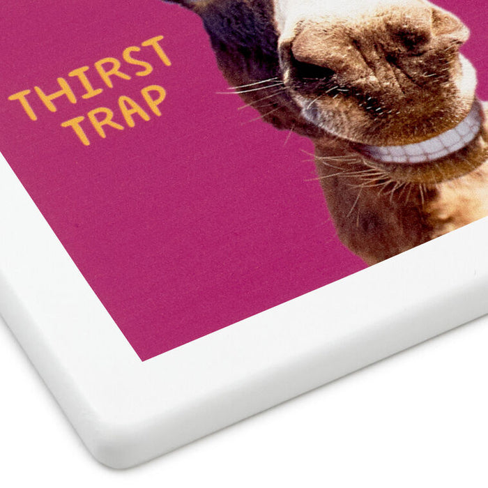 Smiling Donkey Photo Funny Coaster