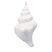 White decorative shell ornament on a white background