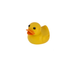 Yellow rubber duck on a white background