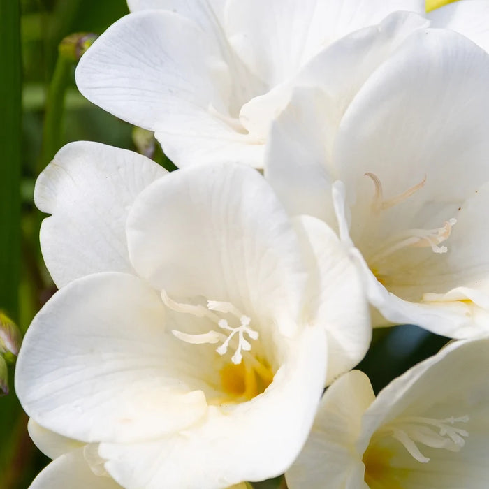 Pura Lost in Amalfi Fragrance Refill