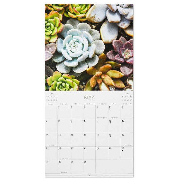 Succulents 2023 Wall Calendar